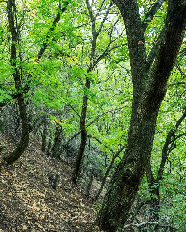 Лес Акташ — 4
